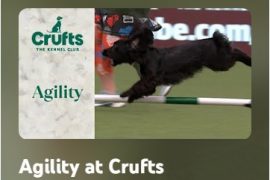 Agility Crufts