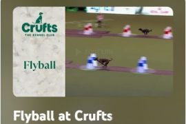 Flyball Crufts 2025