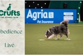 Obedience Crufts 2025