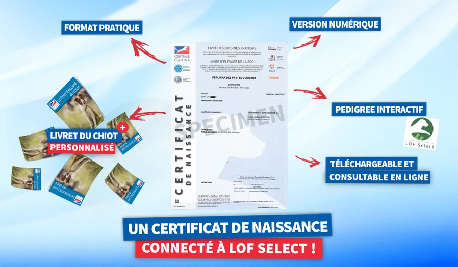 voir l'article SCC